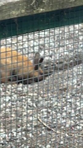 A fenced enclosure with a gravel floor contains several guinea pigs. In the first frame, a brown and white guinea pig is on the left, and a black guinea pig is on the right. In the subsequent frames, more guinea pigs are visible, including a black and brown one, a mostly black one, and a white one. The guinea pigs are moving around within the enclosure.