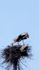 White storks tend nest in clear spring weather