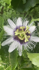 White passion fruit flower blooms in Jos, Nigeria