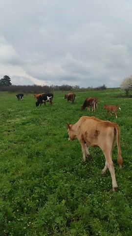 The video depicts a herd of cattle grazing in a lush green field under a cloudy sky. The cows are of various breeds, including black and white, brown and white, and solid brown. They are scattered across the field, some grazing and others walking around. In the background, a line of trees is visible, and the overall environment suggests a rural or agricultural setting. The grass is thick with small white flowers. The camera pans across the field, providing a wide view of the herd and its surroundings.