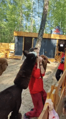 Visitor feeds alpacas at Domodedovo petting zoo