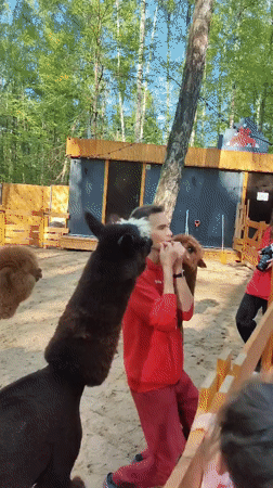 Visitor feeds alpacas at Domodedovo petting zoo