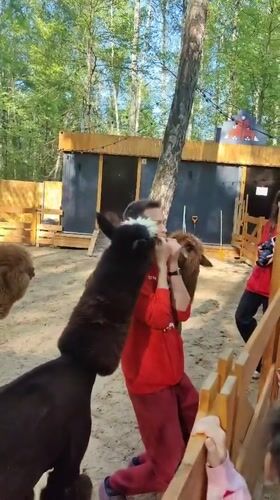 Visitor feeds alpacas at Domodedovo petting zoo