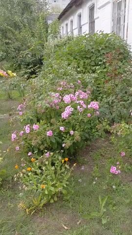 The video shows a garden with pink flowers in the foreground. In the background is a white building. The garden is overgrown with plants and weeds. There are no people or animals visible in the video. The overall impression is one of neglect and disrepair.