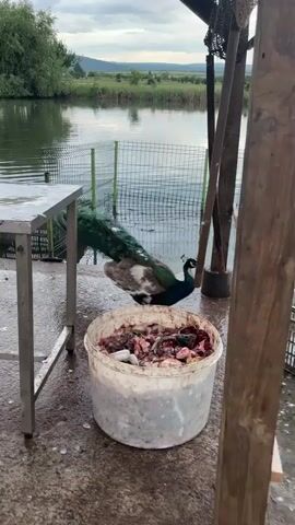 The video shows a peacock foraging for food near a body of water. The peacock, with its striking blue and green plumage, is standing next to a large bucket filled with what appears to be fish scraps. It pecks at the contents before walking away onto a patch of grass. The setting is outdoors, likely a rural or lakeside area, with a metal table, a plastic crate, and a sign visible nearby. The water is enclosed by a metal fence, and trees line the horizon. The overcast sky suggests it is early morning or late afternoon.