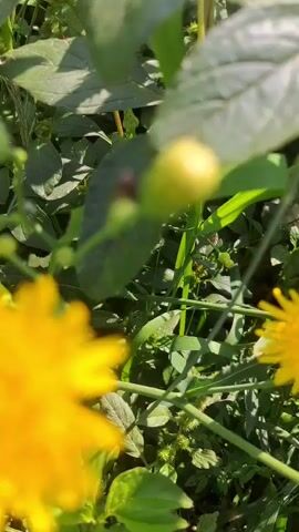 A short video clip shows yellow flowers and green leaves in a garden setting. The camera focuses on a close-up view of a large yellow flower in the foreground, which is slightly out of focus. Behind it, another yellow flower is visible. A small insect, possibly a beetle, is perched on a green bud near the center of the frame. The background is filled with lush green foliage, suggesting a natural outdoor environment. The lighting appears to be natural sunlight, creating a bright and cheerful atmosphere. The video is very short, with no discernible action or movement other than the slight camera shake.