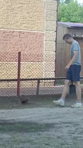 A young man in a grey t-shirt and blue shorts approaches a chicken with a shovel. He uses the shovel to herd the chicken towards a black car. The chicken is brown and appears to be a hen. The man repeatedly uses the shovel to nudge the chicken, guiding it closer to the car. The chicken runs away from the shovel, but the man continues to follow it. The man eventually uses the shovel to lift the chicken and place it on top of a car tire. The chicken then scurries away from the tire and the man. The scene takes place outdoors in a yard with a chain-link fence and a building in the background.