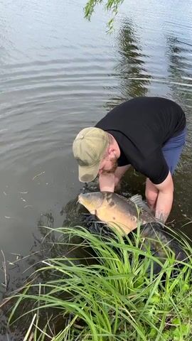 A man wearing a dark t-shirt, blue shorts, and a light-colored baseball cap is standing in a body of water, likely a lake or pond. He is bent over, holding a large, light-colored carp in both hands. The fish has visible marks or blemishes on its side. The man appears to be gently lowering the fish back into the water. He is standing near the edge of the water, close to some tall green grass. The water is calm, with some ripples visible around the fish. Behind the man and in the background is a tree with hanging branches. The overall setting suggests an outdoor fishing or recreational activity.