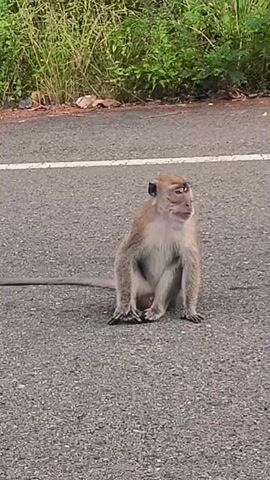 The video features a single macaque monkey sitting on an asphalt road. A white line is visible on the road surface. In the background, there is dense, green vegetation, suggesting a roadside in a natural setting. The lighting indicates it is daytime.

Initially, the monkey sits calmly, facing slightly to the left, and appears to be chewing or moving its mouth. Its long tail stretches out behind it on the road. Abruptly, the monkey turns its head and body quickly to the right, suggesting a sudden shift in attention or intent to move. The scene is consistent with a natural environment in Lamtamot, Indonesia. No text is visible in the video.