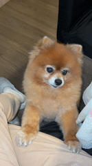 Cozy apartment night in Curitiba with a Pomeranian and pizza