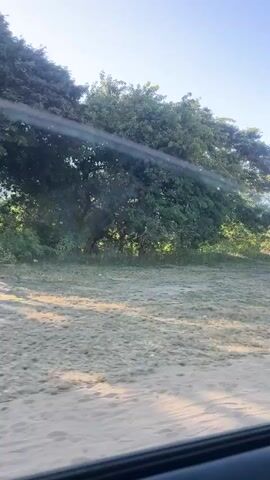 The video shows a landscape with green trees under a bright blue sky. The camera seems to be moving through a field with short grass or dry vegetation covering the ground. The sunlight shines brightly, creating lens flares in the video.  There is a glimpse of a car window in the bottom corner of the frame. The overall environment appears to be a rural or natural setting.