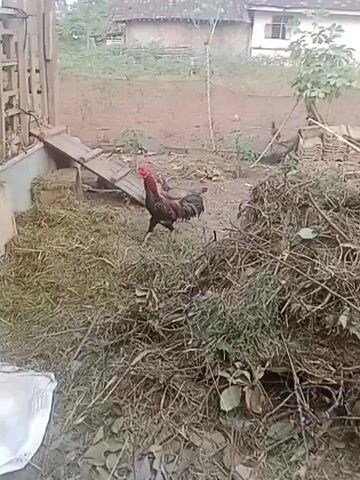 A rooster with dark feathers and a red comb struts on a pile of dry grass. Behind it, a pile of stacked terracotta tiles and a wooden structure are visible. Further in the background, a building with white walls and a brown roof stands under a pale sky. The ground is a mix of dirt and sparse vegetation. The camera is stationary.