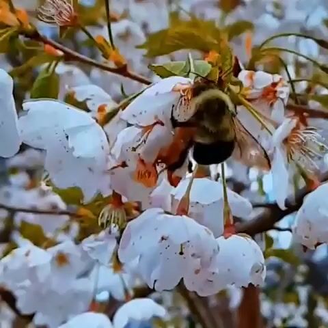 The video shows a close-up of blooming cherry blossoms. A bumblebee is prominently featured, moving among the white and pink petals. The blossoms are delicate and appear to be in full bloom, with some showing hints of orange and brown, possibly indicating a slight wilting or the presence of pollen. The background is a blur of more blossoms and branches, suggesting a tree or grove. The lighting appears natural, possibly indicating daytime, and there are no visible signs of specific weather conditions. The scene evokes a sense of spring and nature's activity, with the bee actively pollinating the flowers. No people or text are visible in the media. The provided location context is Sambir, Ukraine.