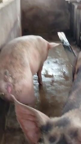 Two pigs are in a pen. One pig, facing away from the camera, is white with dark spots on its hindquarters and is being injected with a needle in its rear. The other pig, facing the camera, has a black and white spotted coat and is in the foreground. The pen floor is wet and dirty, with a visible drainage channel on the right. The walls of the pen appear to be made of concrete and wood.