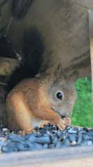 Red squirrel raids a wooden bird feeder in Perm