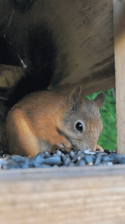 Red squirrel raids a wooden bird feeder in Perm