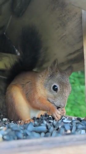 Red squirrel raids a wooden bird feeder in Perm
