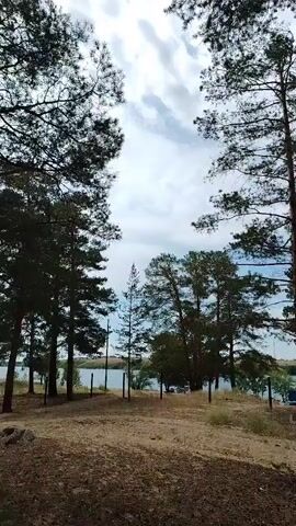 The video pans across a landscape of pine trees on a sandy, sparsely vegetated area. In the background, a body of water, possibly a lake or river, is visible, bordered by more trees and some fencing. The sky is partly cloudy. The video appears to be a slow camera movement, capturing the natural environment. There are no people or specific actions depicted.