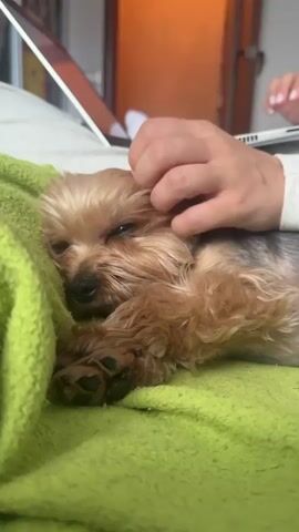 A person's hand gently pets a small Yorkshire Terrier lying on a bright green blanket. The dog's eyes are partially closed, and it appears relaxed. In the background, a laptop is visible, suggesting the person may be working or using the device. The environment appears to be indoors, possibly a bedroom or living area, with soft lighting.