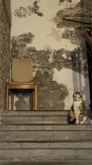 Cat sits on weathered stairs in Tel Aviv courtyard