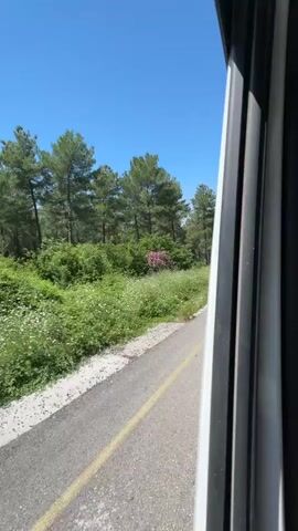 The video shows a view from the inside of a vehicle, looking out a window at a road and a lush green landscape. The road has a yellow line painted on it and appears to be asphalt. To the left of the road, there is a dense area of green foliage, including trees and smaller plants with white flowers. Further back, a line of tall pine trees stands against a clear blue sky. The sun is shining brightly, casting shadows. The perspective suggests the vehicle is in motion, likely traveling along the road. The overall scene depicts a natural, somewhat wild environment under a bright sky.