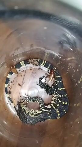 A black and yellow monitor lizard with white spots is curled up in a clear plastic container. Several crickets are visible in the container with the lizard. The lizard appears to be eating or has recently eaten some of the crickets. The container has a rough texture on the inside.