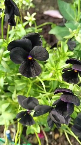 A close-up, vertical shot shows a cluster of deep purple to black pansies with vibrant green foliage in the background. The primary focus is a single pansy in the center with deep black petals and a yellow and purple center. Other pansies, some slightly out of focus, are visible throughout the frame. The lighting suggests an outdoor, possibly garden setting.