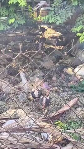 The video shows a fenced-off, trash-filled yard area overgrown with trees and vegetation. In the yard, a large number of chickens, including chicks, are visible moving around among the debris. The ground is covered in plastic bags, discarded containers, and various other refuse. In the background are objects like barrels and plywood panels, suggesting the area is used for storage or has been recently cluttered. The camera remains static, providing a view of the yard and the chickens moving within it.