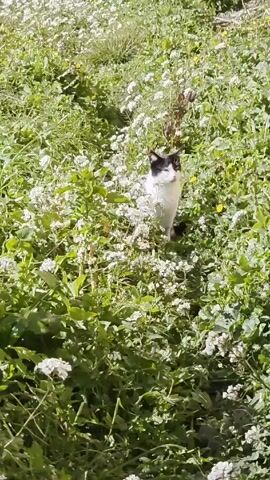 A black and white cat is standing amidst lush green foliage with small white flowers. The camera angle is slightly above the cat, looking down. The cat appears to be alert and staring forward. It briefly sticks its tongue out. The background is a blur of green and white.