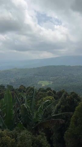 The scene is a wide, high-angle shot of a lush, green landscape under a cloudy sky. In the foreground, large banana leaves and trees are visible, slightly obscuring the view. In the middle ground, dense forest covers rolling hills, punctuated by a small, bright green clearing that appears to be a rice paddy. Distant mountains are visible in the background, fading into the hazy atmosphere. It is lightly raining.