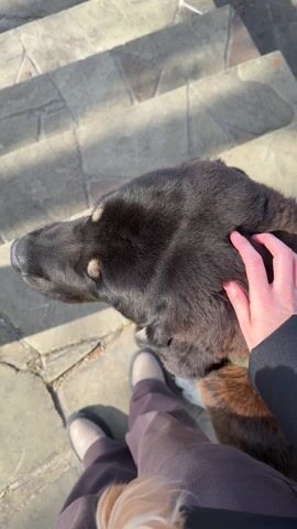 The video captures a sequence of serene outdoor scenes in Shchelkovo, Russia.

It opens with a close-up shot of a person's hand gently petting a black dog. The dog, which has distinctive light-colored markings around its eyes, is looking upwards, resting its head on the person's leg. The setting appears to be outdoors on stone steps, under bright sunlight, indicated by clear shadows.

The scene then transitions to a view looking down a flight of stone steps that lead towards a body of water. The water is dark and calm with visible ripples, and a patch of dry grass borders the edge of the steps.

The final shot provides a panoramic view of a wide river or lake under a clear blue sky dotted with scattered white clouds. The water surface is covered with gentle ripples. On the near bank, there's a patch of dry grass and a white, flat structure partially submerged in the water, possibly a small dock or platform. The distant banks are lined with bare trees, suggesting early spring. The overall atmosphere is peaceful and sunny. No visible text appears in the video.