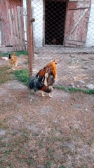 Backyard chickens, garden details, and a summer morning in rural Ukraine