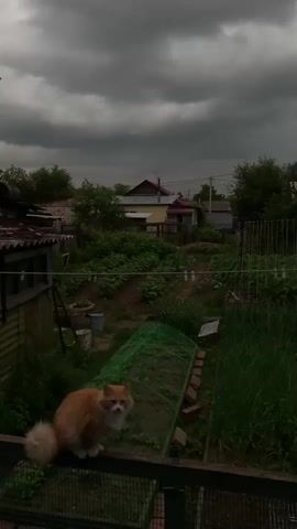 A fluffy orange cat sits on a wooden railing, looking forward with its tail extended. Behind the cat is a backyard garden with rows of plants, a small greenhouse covered in green netting, and several houses in the distance. The sky is overcast with dark, heavy clouds, suggesting an impending storm. The overall scene is rural and appears to be in the summertime.