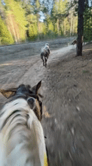 Riders traverse forest trail near Chaikovsky, Russia