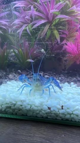 A bright blue crayfish is positioned on a bed of white pebbles in an aquarium. The crayfish is facing the camera, with its claws slightly raised. Behind the crayfish, there are colorful aquarium plants, appearing in shades of pink and green. Bubbles are visible rising through the water. In the lower left corner of the frame, a human hand enters the scene, its fingers reaching towards the crayfish. The hand interacts briefly with the crayfish, causing it to retreat slightly. The aquarium is placed on a wooden surface.