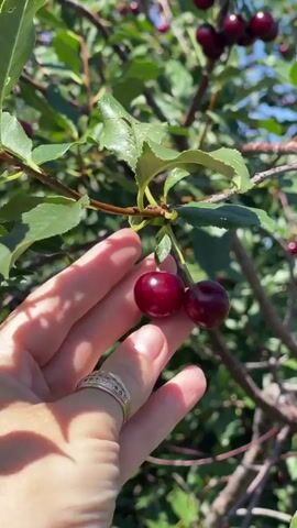 A close-up shot focuses on a hand gently touching two ripe, dark red cherries hanging from a tree branch. The hand is adorned with a ring on the ring finger. In the background, more cherries and green leaves are visible, suggesting a cherry orchard bathed in sunlight. The camera slightly pans to reveal a cluster of cherries on a higher branch. The scene evokes a sense of summer harvest and the bounty of nature.