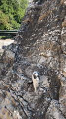 Cat spotted vocalizing on coastal rocks in Montenegro