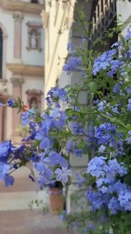 This media file features a close-up view of blooming blue flowers in the foreground, with a blurred backdrop of a grand building that appears to be a church or a similar historical structure. The architecture is ornate, with columns, arched windows, and statues adorning its facade. The building's exterior is a pale color, possibly white or cream, with accents of pinkish-beige stone.

In the mid-ground, a cobblestone pathway leads towards the entrance of the building. A few people are visible, including a woman in a black dress with a yellow bag walking away from the camera and towards the building. Another person, wearing a blue shirt, is seen further down the path. Traffic signs, including a red circular "STOP" sign and a blue directional sign, are also visible. The scene suggests a sunny day, as indicated by the clear lighting and the shadows. The presence of blooming flowers and the warm sunlight hints at a pleasant time of day, likely morning or afternoon, and possibly spring or summer.

The overall impression is one of a serene and picturesque European streetscape, likely in Trento, Italy, given the context. The focus on the delicate blue flowers contrasts with the imposing architecture, creating a visually appealing composition. The media file captures a moment of everyday life unfolding in a historic and beautiful setting.

No significant text is clearly legible in the media, apart from the markings on the traffic signs which are standard symbols.