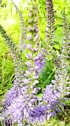 The video shows a close-up view of several tall, slender spikes of purple flowers swaying gently in the breeze. The flowers are clustered densely along the spikes, with a lighter shade of purple at the tips and a deeper hue towards the base. The background is filled with lush green foliage, including tall grasses and broader leaves, suggesting a natural outdoor setting. Sunlight filters through the greenery, casting a soft glow on the scene. The camera moves slightly, allowing for a dynamic perspective of the flowers and their surroundings. There are no people or animals visible in the video. The overall impression is one of natural beauty and tranquility.
