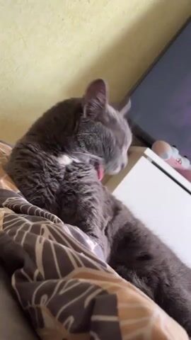 A gray cat is grooming itself while lying on a patterned blanket. A television screen is visible in the background, and the wall appears to be a light yellow color.