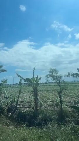 The video shows a rural landscape with a bright blue sky and scattered white clouds. In the foreground, there is green vegetation and a field with rows of crops that appear to be young corn plants. In the middle ground and distance, a line of white wind turbines are visible on the horizon. The sun is shining brightly, casting a glare on the scene. The camera appears to be moving, suggesting the footage was captured from a vehicle. There are no people or animals visible in the frame.