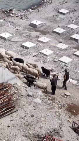 A flock of sheep, some white and some black, are being herded down a sloped, rocky area by two men. The sheep are moving towards a body of water, possibly a river or lake, which is visible in the background. The area is under construction, with concrete structures and piles of wood scattered around. In the distance, a snow-capped mountain is visible. The sky is blue with some clouds.