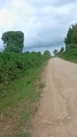 The video shows a dirt road surrounded by lush greenery, trees, and shrubbery under a cloudy sky. The road is uneven and has patches of grass growing along its edges. Overhead, there are power lines visible against the overcast sky. The camera moves along the road, capturing the natural scenery on either side. There are no visible people or animals in the video.