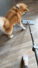 Dog plays with mop in Russian home