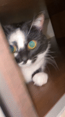 Black and white cat observed throughout Protvino apartment evening