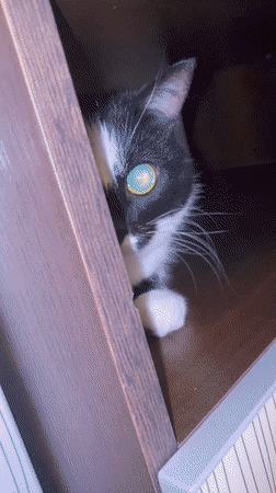 Black and white cat observed throughout Protvino apartment evening