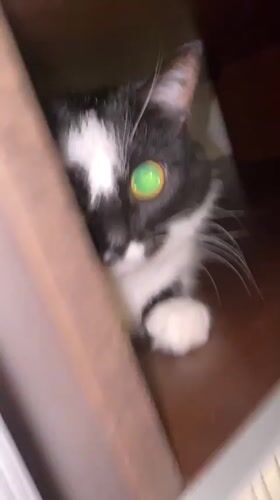 Black and white cat observed throughout Protvino apartment evening