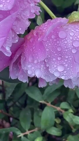 A close-up shot focuses on the delicate pink petals of a flower, covered in a multitude of glistening water droplets. The flower is in focus, with its textured surface and translucent petals clearly visible. The background is a blur of lush green foliage, suggesting an outdoor, possibly garden setting. The lighting is soft, hinting at an overcast day or early morning. No people or actions are visible in the frame.