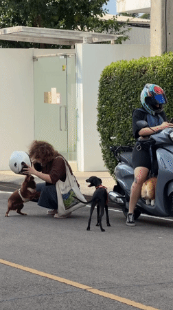 Dogs and owners captured in morning scenes across Chang Phueak