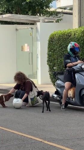 Dogs and owners captured in morning scenes across Chang Phueak